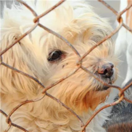 马鞍山流浪狗救助中心在哪里,曝光流浪狗救助真相