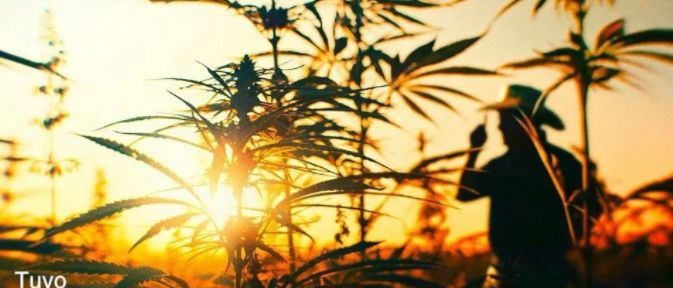 制片人杀人埋尸被抓,豆瓣评分9.4真实案件