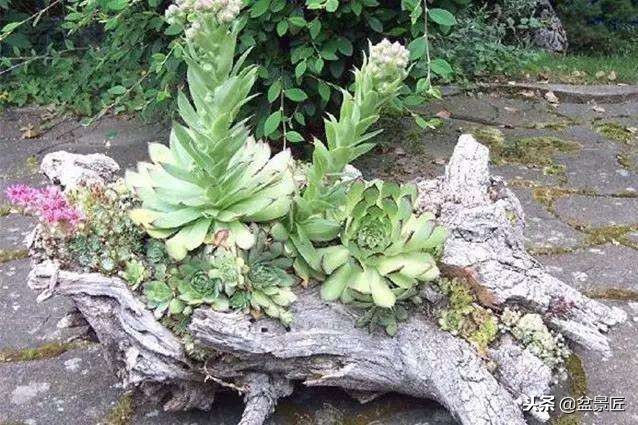 废物改造花盆绿植,旧物改造吊兰花盆