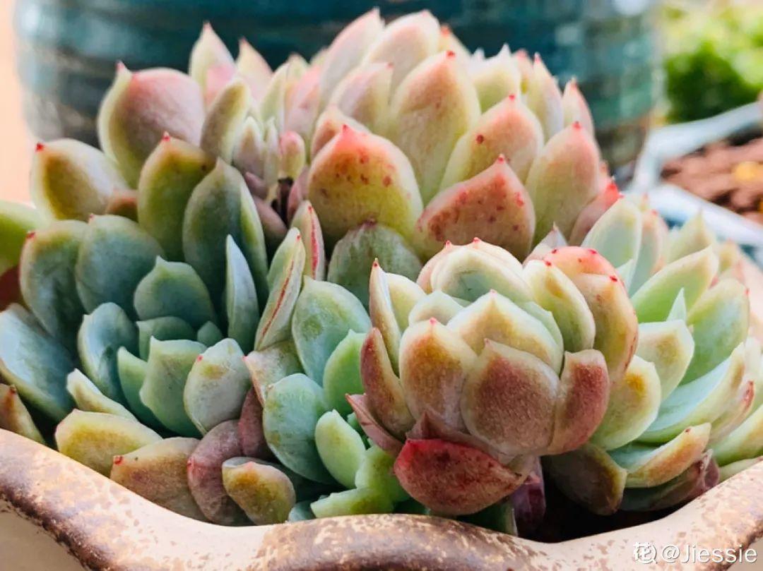 耐养的香水花,种室内香水花