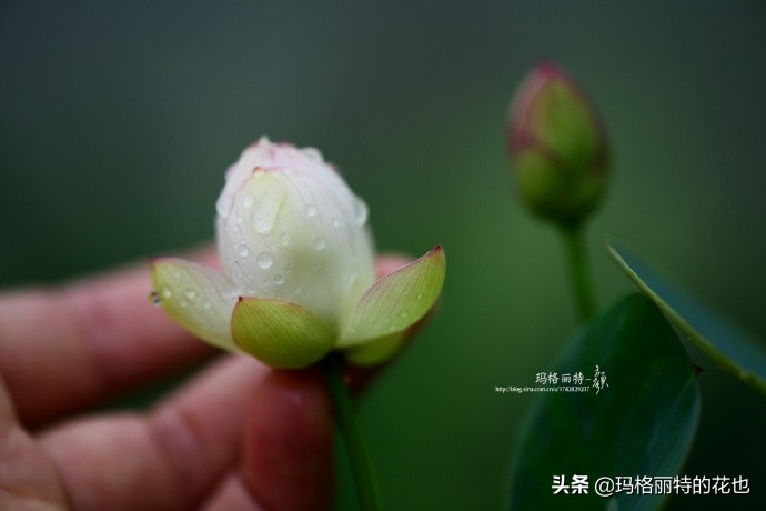 我的碗莲种子,碗莲的种植方法新手必看