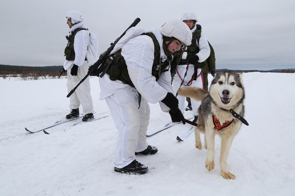 这才是哈士奇的正确打开方式：俄军北极摩步旅组建哈士奇雪橇犬队