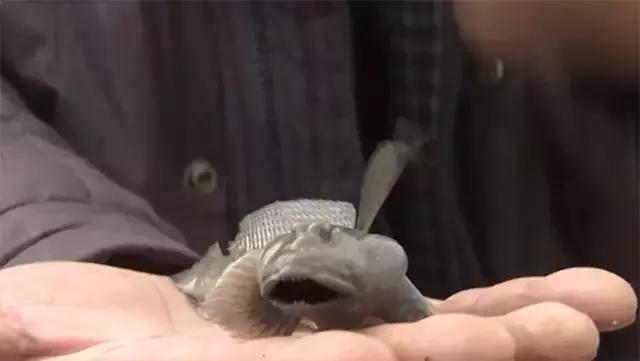 如何捕鱼跳跳鱼,野生跳跳鱼养殖