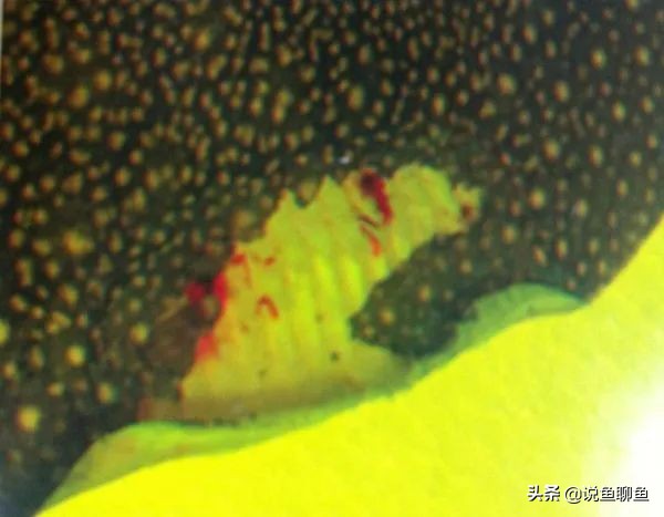 魟鱼的饲养方法和注意事项,魟鱼的治疗