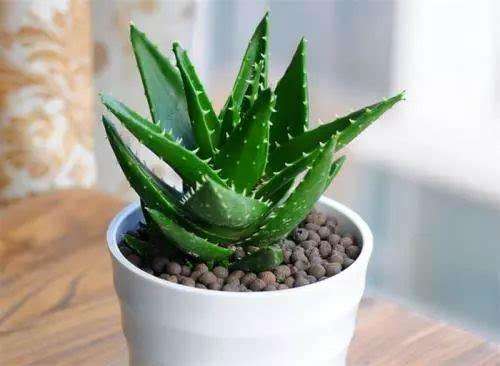 推荐又吸甲醛又好养的植物,哪些植物对猫咪无毒又能吸附甲醛