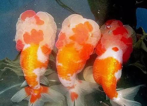 红顶虎金鱼,红顶虎金鱼视频