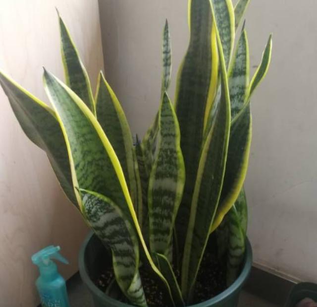 虎皮兰怎样才能养得高大,如何养好虎皮兰