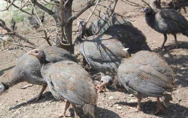 农村最适合干什么生意赚钱投资小,农村做什么生意最赚钱又简单见效