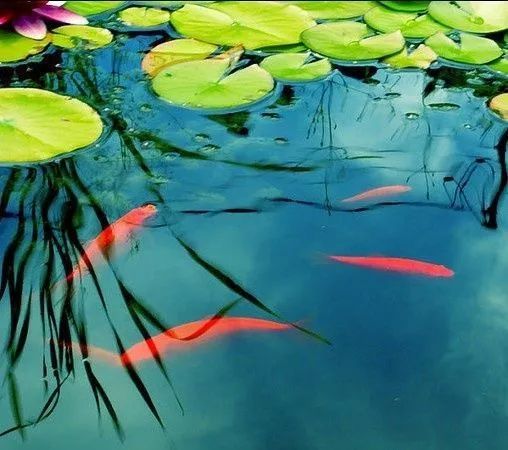 人教版▎四年级语文下册第一单元习作（校园一角）