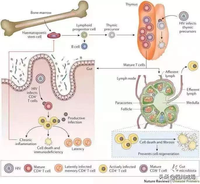 被艾滋病感染者咬伤，有感染的风险吗？要吃阻断艾滋病毒的药物吗？