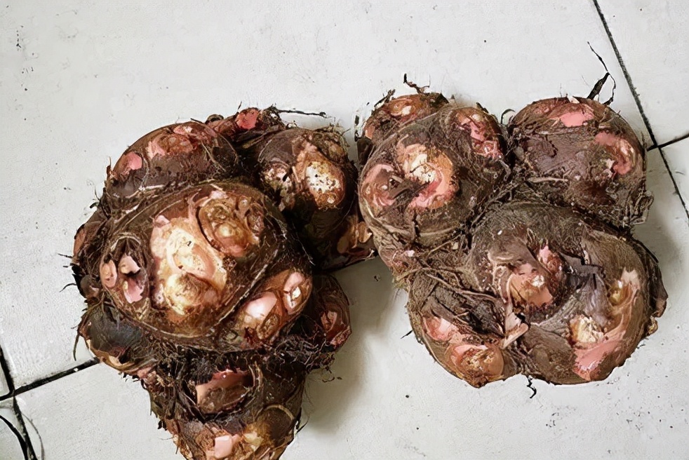 天南星不适合什么人吃,天南星跟南星一样吗有毒吗