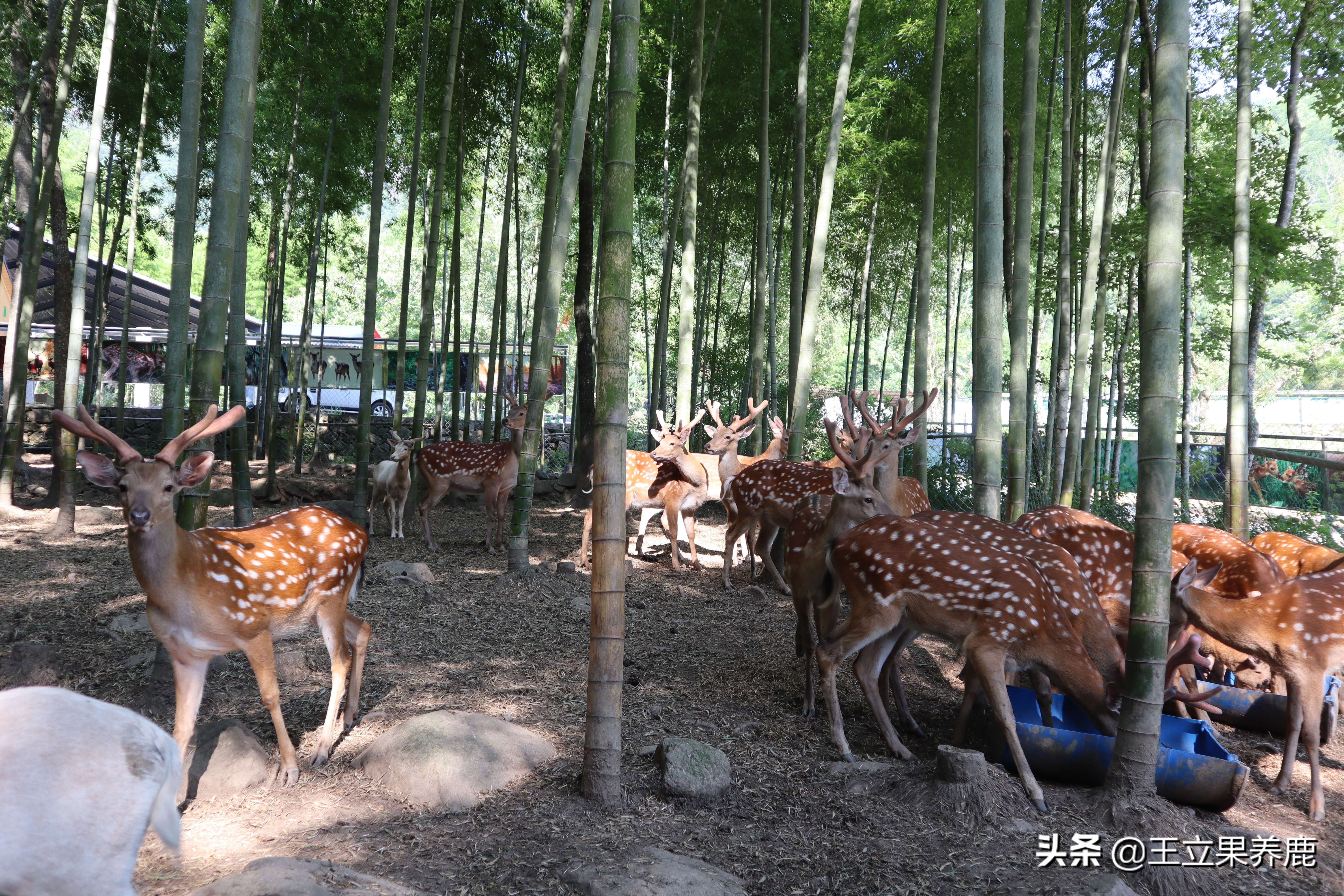 养鹿圈养好还是散养好,散养和圈养哪个利润高