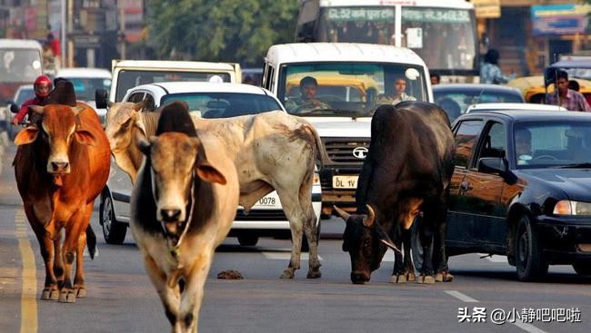 你不知道的国家冷知识日本篇,你不知道的国家冷知识尼泊尔