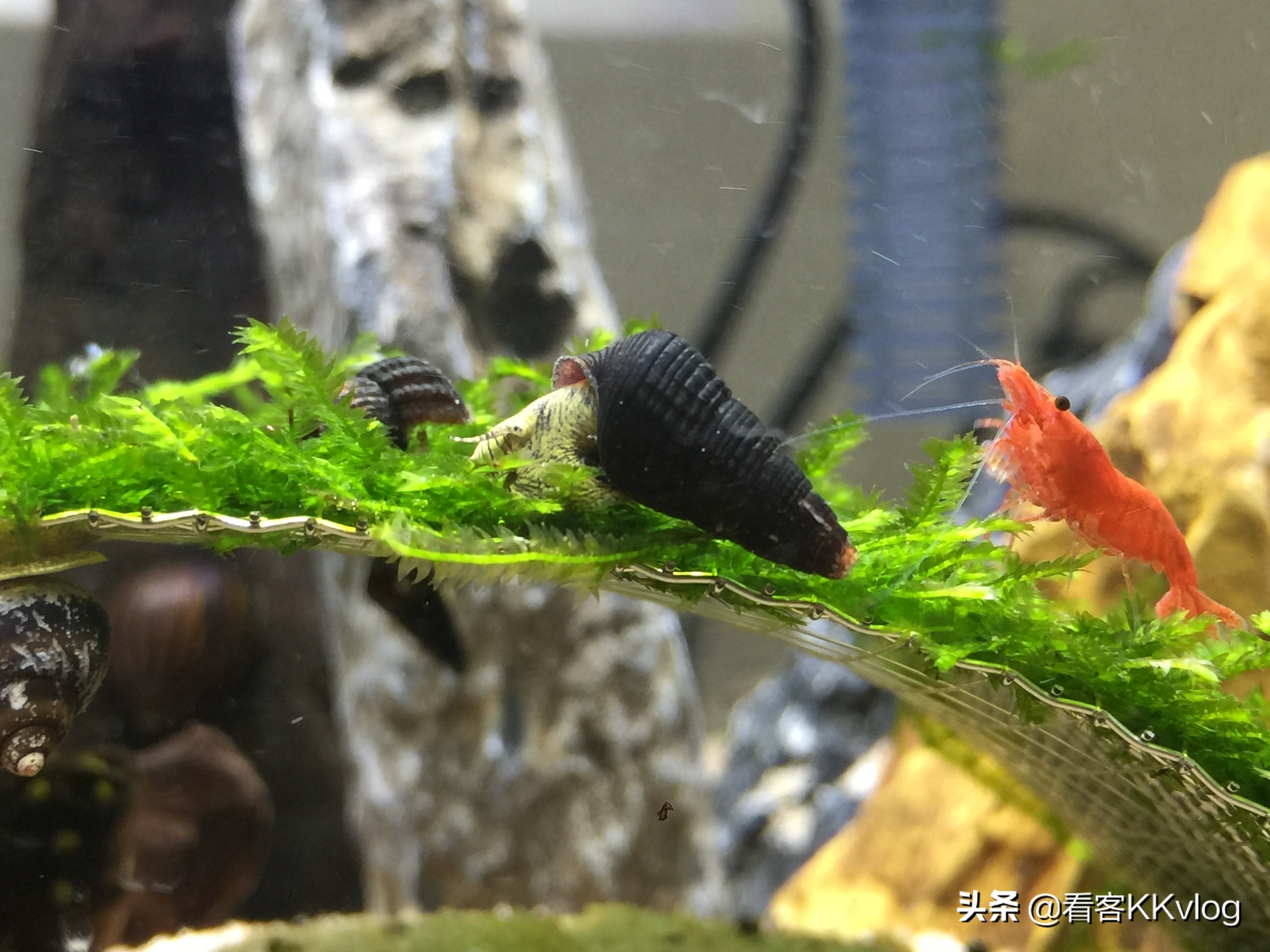 可以在缸内繁殖的观赏螺,观赏螺入缸步骤