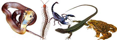 民间传说有一种蛊毒是真的吗,蛊到底是什么东西为什么到处害人