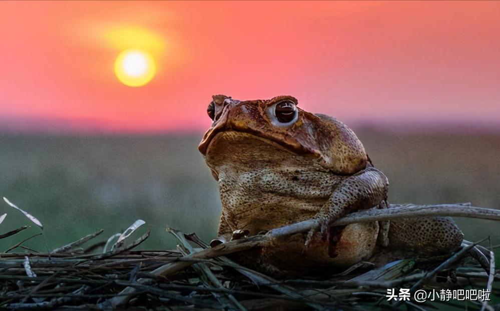 你不知道的国家冷知识（非洲、喀麦隆）