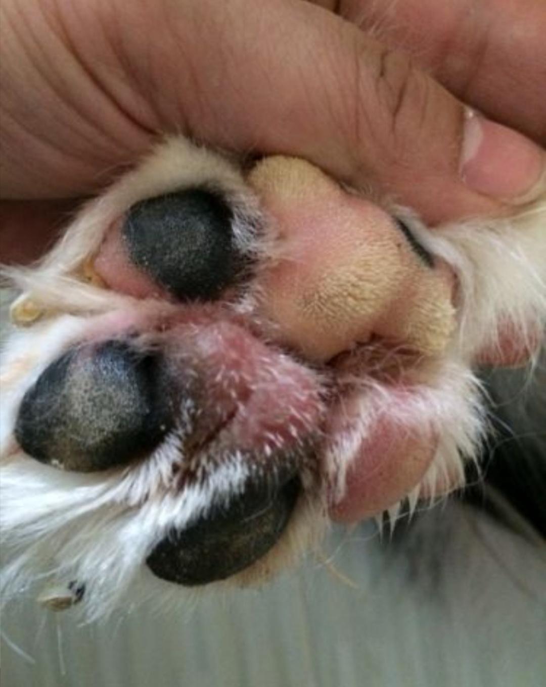 趾间炎狗狗的治疗方法,趾间炎是狗的脚气吗