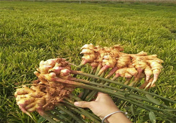 山东二号黄姜高产技术,南方高产栽培小黄姜