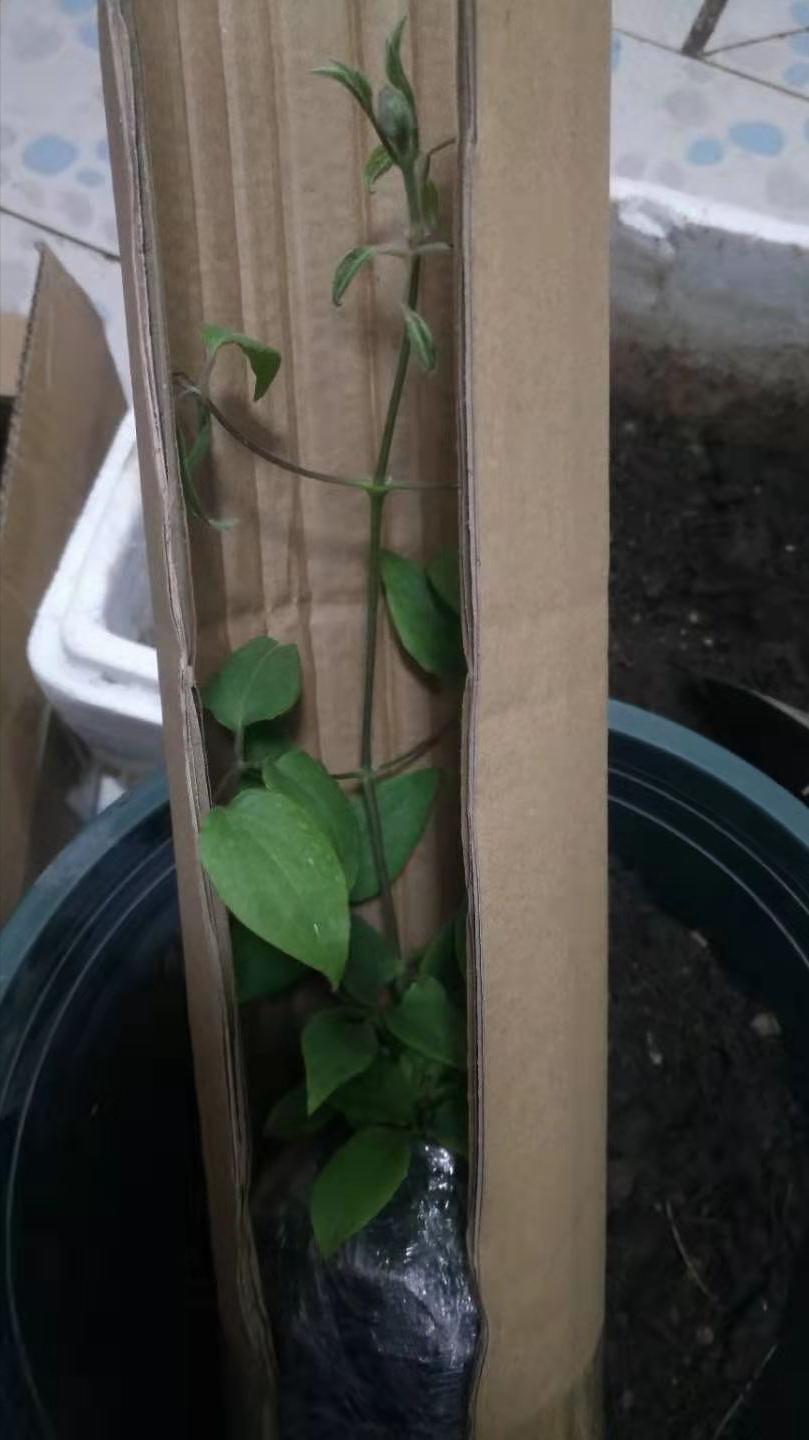 铁线莲可以用松鳞种植吗 (院子里面怎么种植铁线莲)