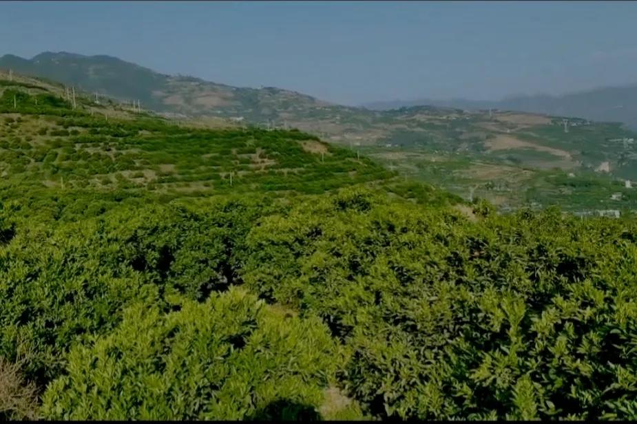 乡村振兴返乡创业政策有哪些,乡村振兴年轻人回乡创业有扶持吗