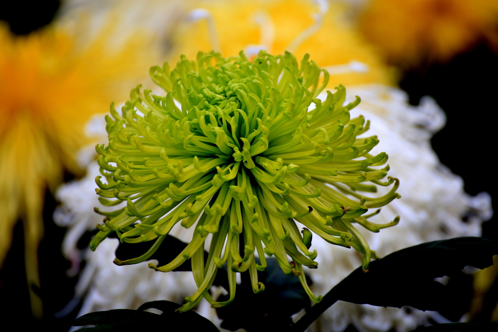 山楂树口琴吹奏g调,复音口琴演奏山楂花