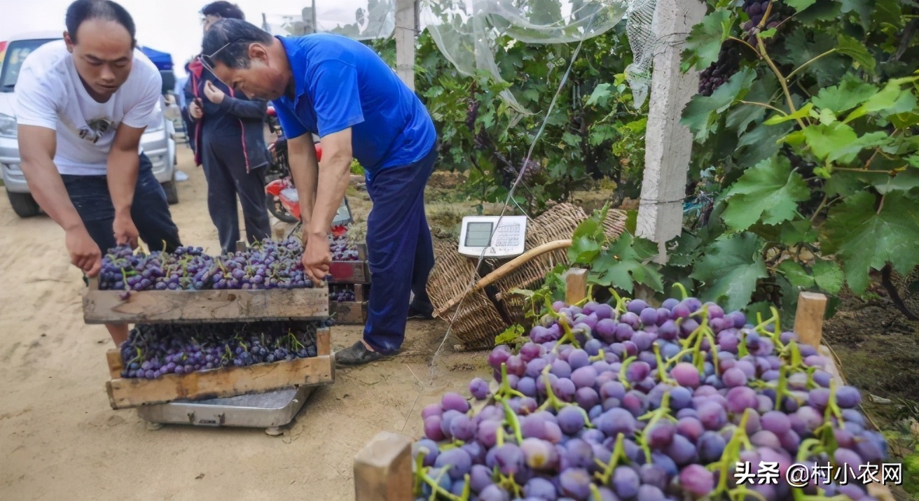 农村创业2021年种植什么前景最好,适合农村的创业好项目养殖