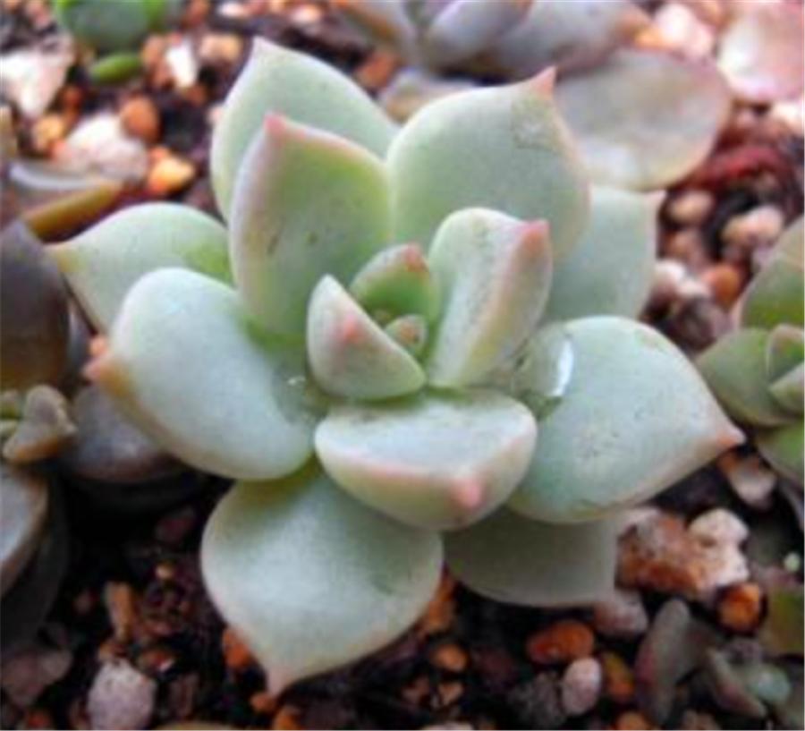 白牡丹多肉越来越白怎么回事,多肉白牡丹怎么度夏