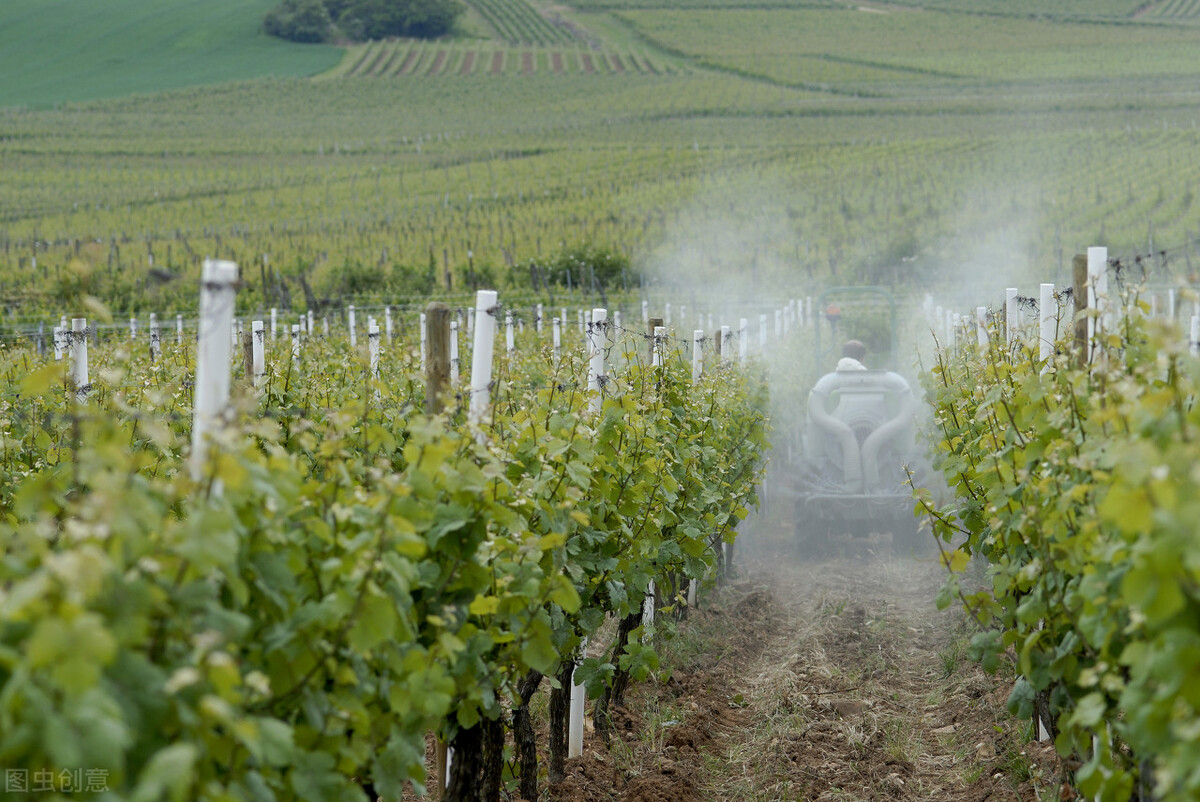 甜型葡萄酒是加了糖的吗,葡萄酒是酸酸甜甜的吗
