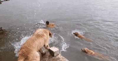 法斗游泳淹死了,法斗在宠物医院洗澡意外死亡后续