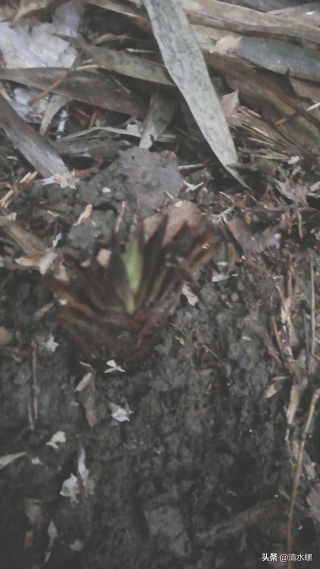春日美食家正宗的糖蒜,春日美食家吃硬菜
