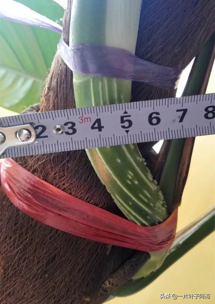 绿萝的叶子越养越小是什么原因,绿萝叶子越养越少