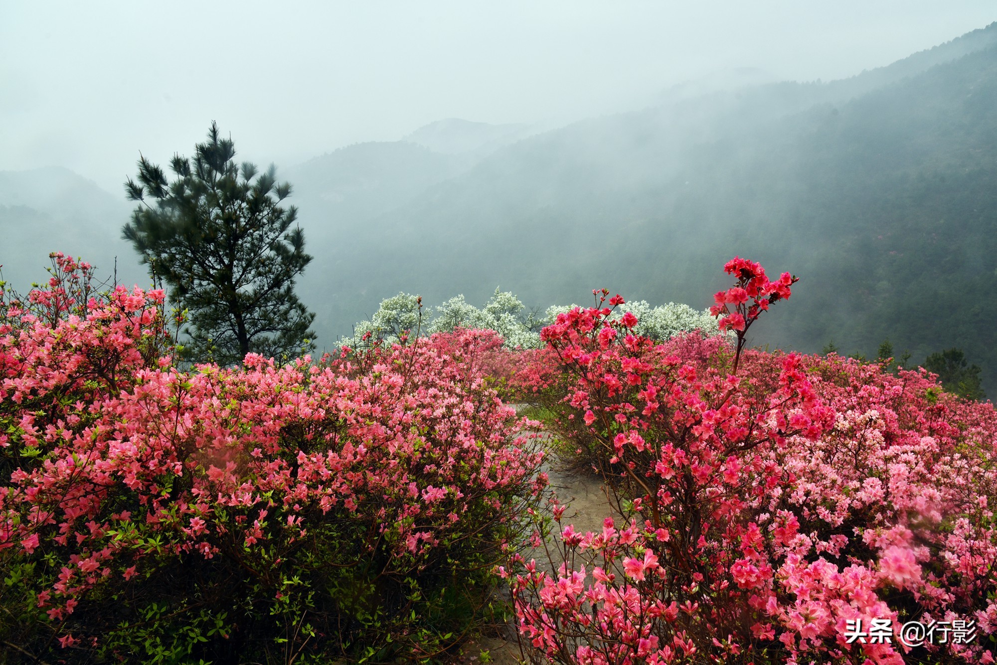 云雾山武汉,武汉汉口北打卡网红景点