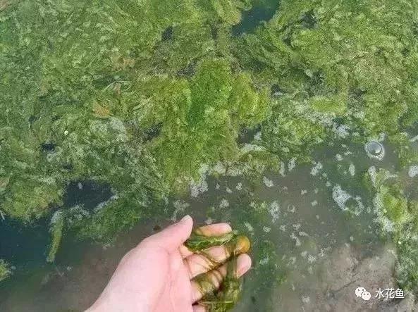 鱼苗消毒和病虫防治,水花鱼苗气泡病发病原因