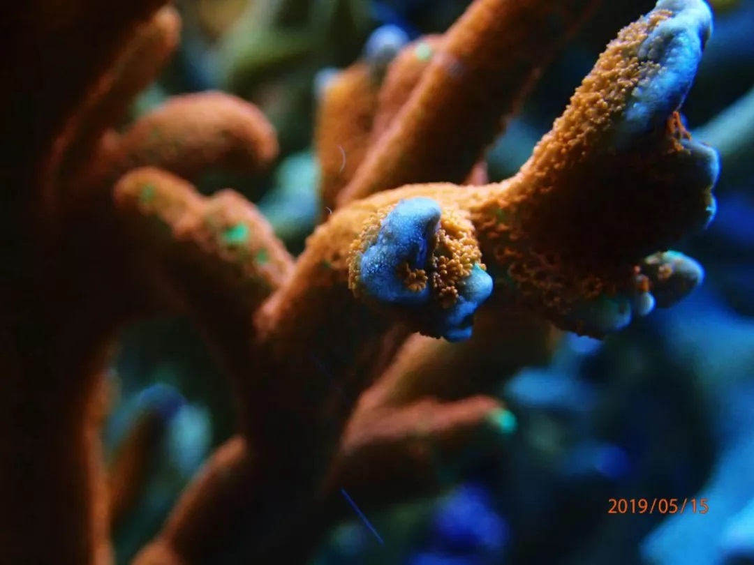 海缸刚开缸怎么饲养,海缸np双零珊瑚会白化吗