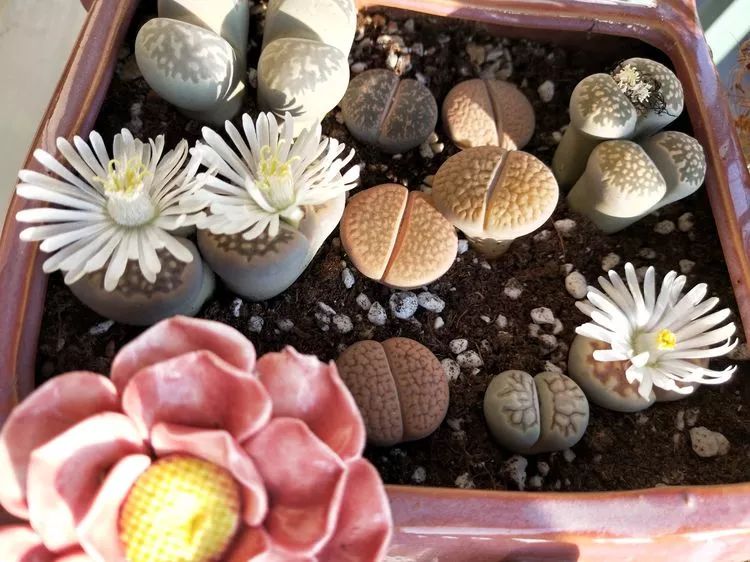 大四老学姐的寝室生活,养肉路上的真实感受