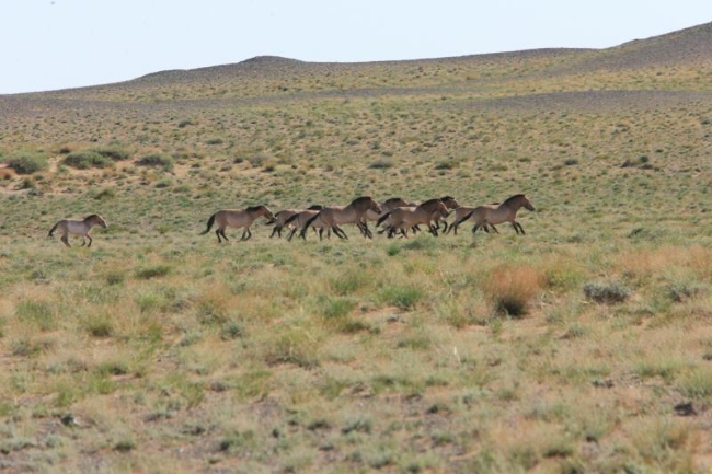 中国体型高大的马种在哪里,世界现存的唯一野生马种