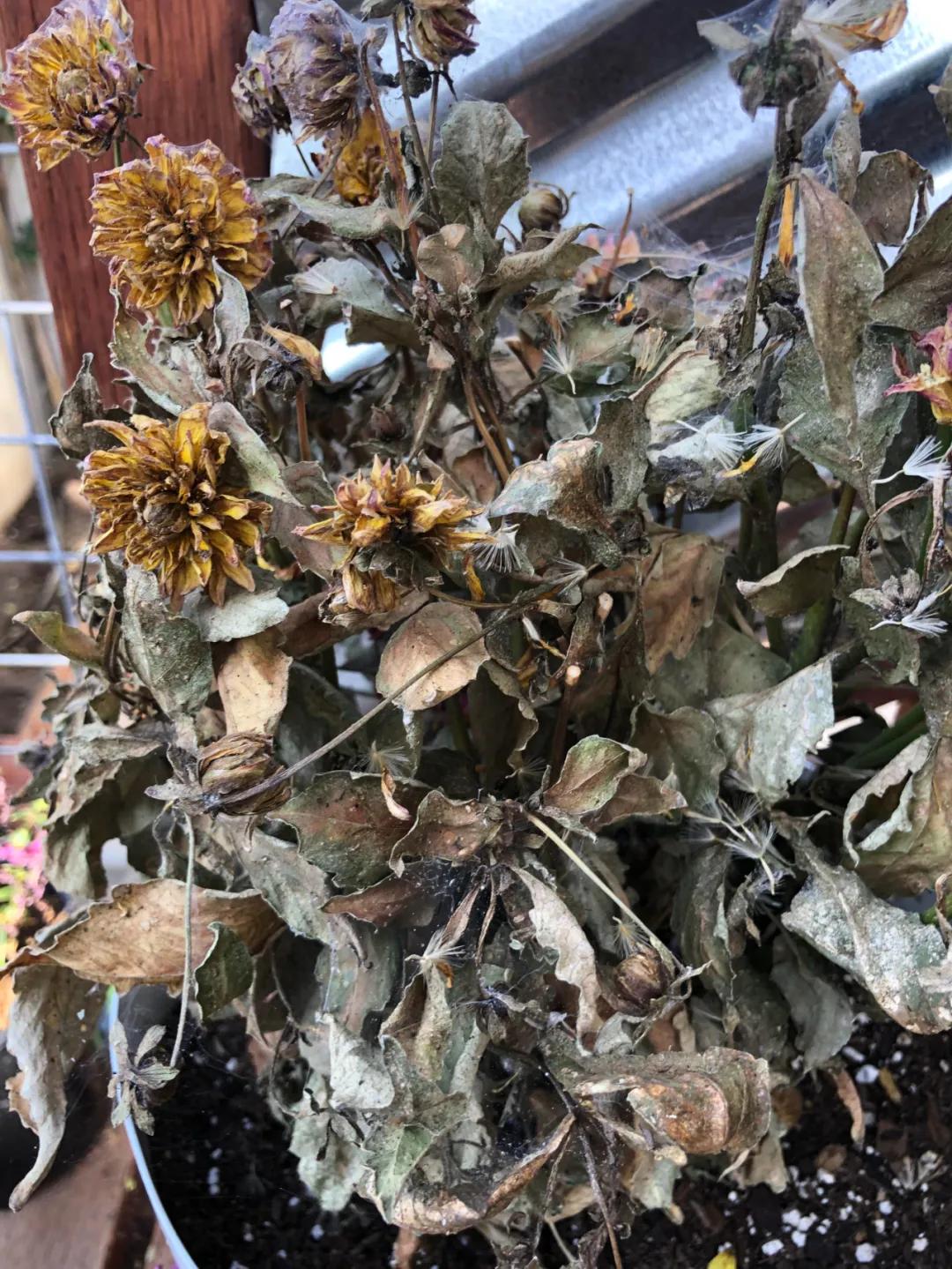 大丽花秋天要起球吗,大丽花怎样越长越好