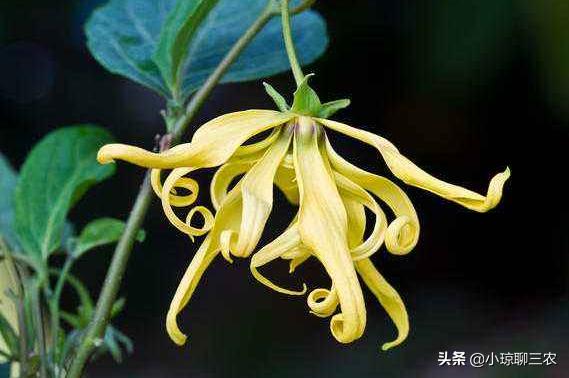 小琼聊三农:香水原产料,与您分享依兰花的种植小技巧及管理方法