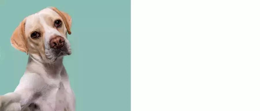 春暖花开，又到了狗狗皮肤病高发期