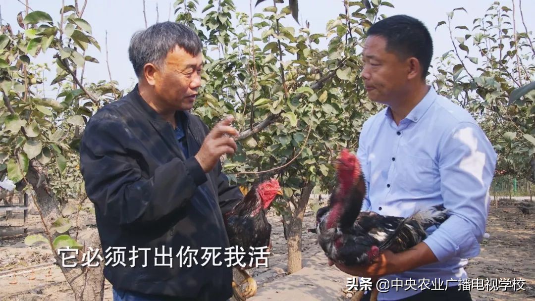 田间示范秀养鸡视频,田间示范秀节目