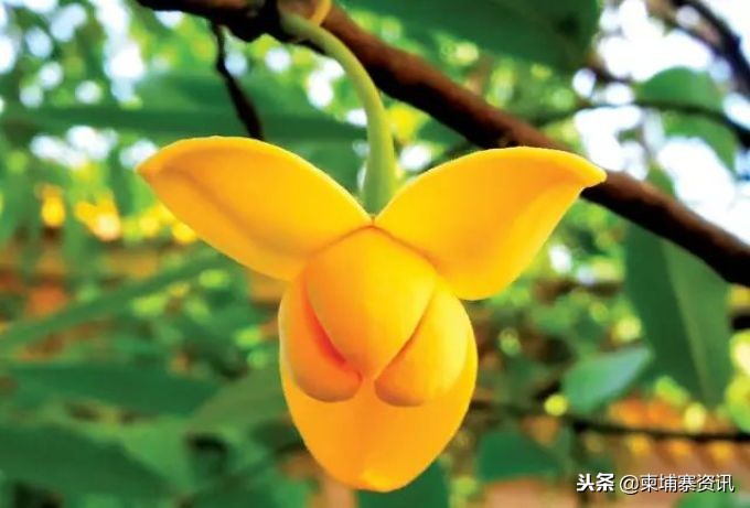 第一次去柬埔寨要报备吗,第一次去柬埔寨工作需要准备什么