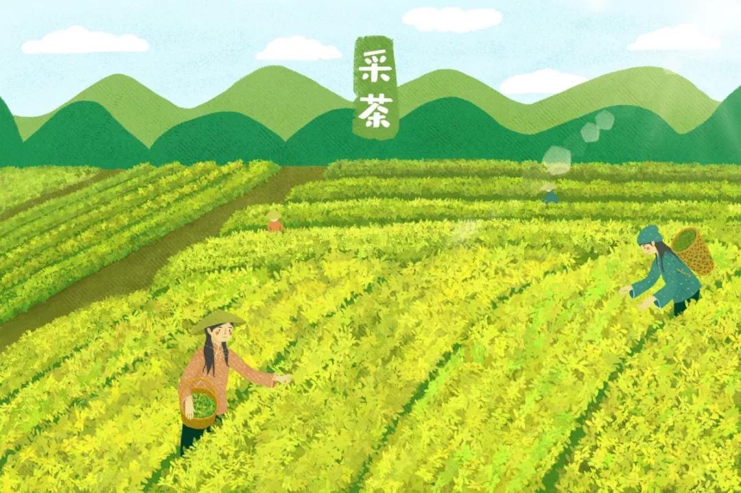 普洱茶属于无公害还是绿色食品,普洱茶安全