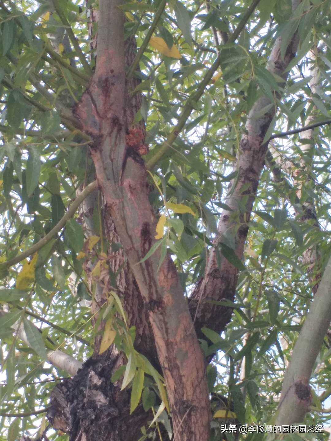 五月份花卉用什么药预防,花木常见病虫害图片