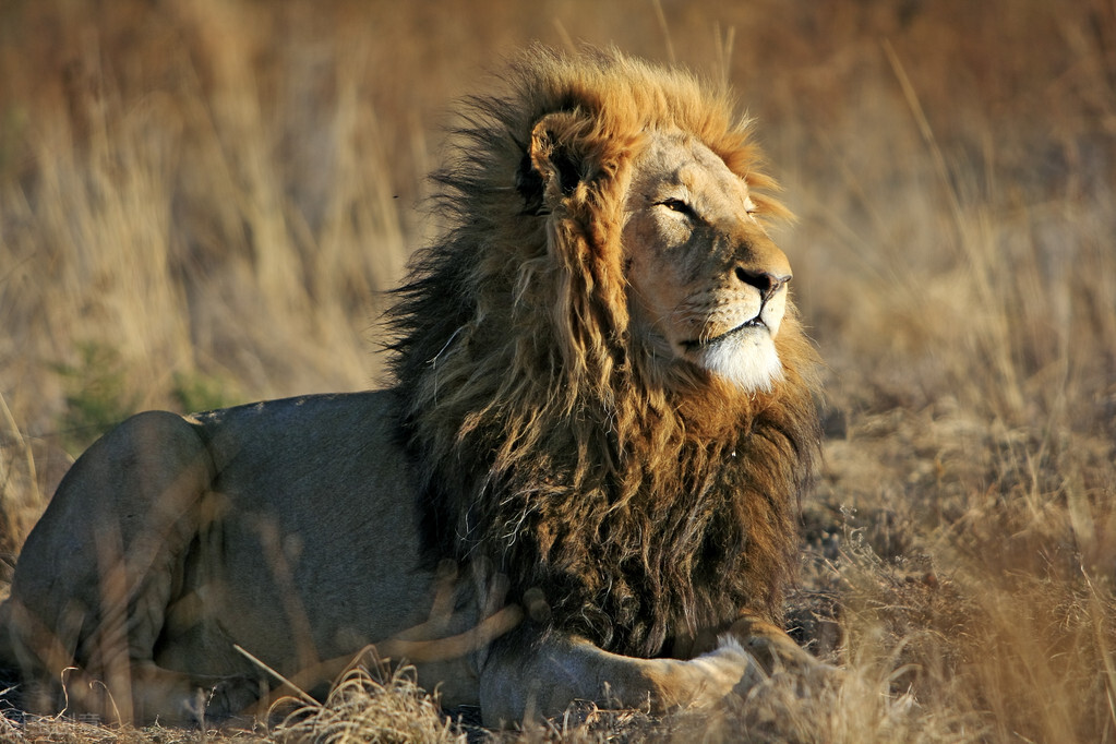 遇到危险动物如何自救,野外逃生自救常识100例
