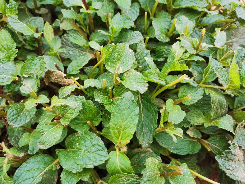 与薄荷相似的野菜,野薄荷野菜