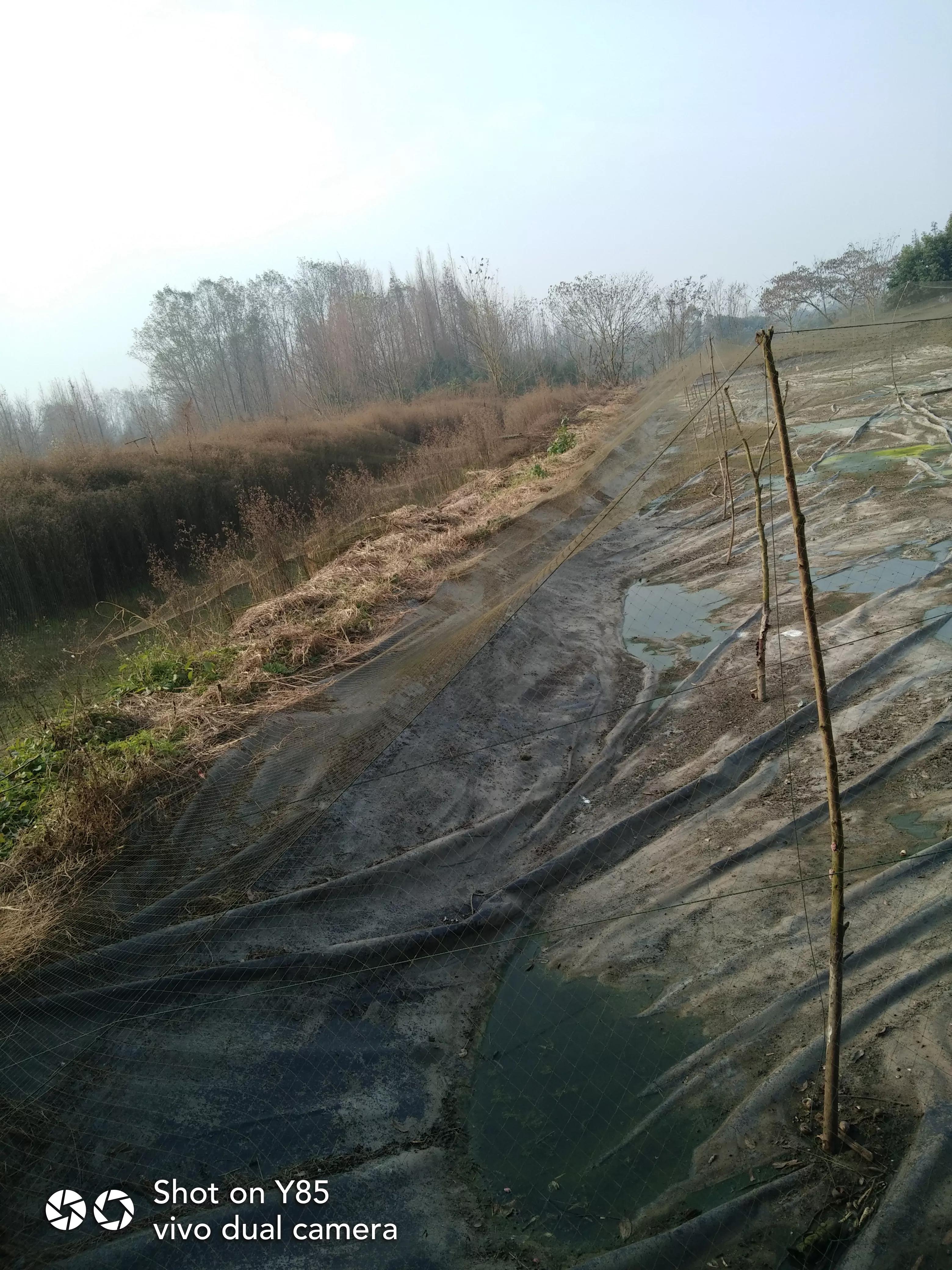 台湾泥鳅养殖视频曝光,台湾泥鳅养殖骗局揭秘