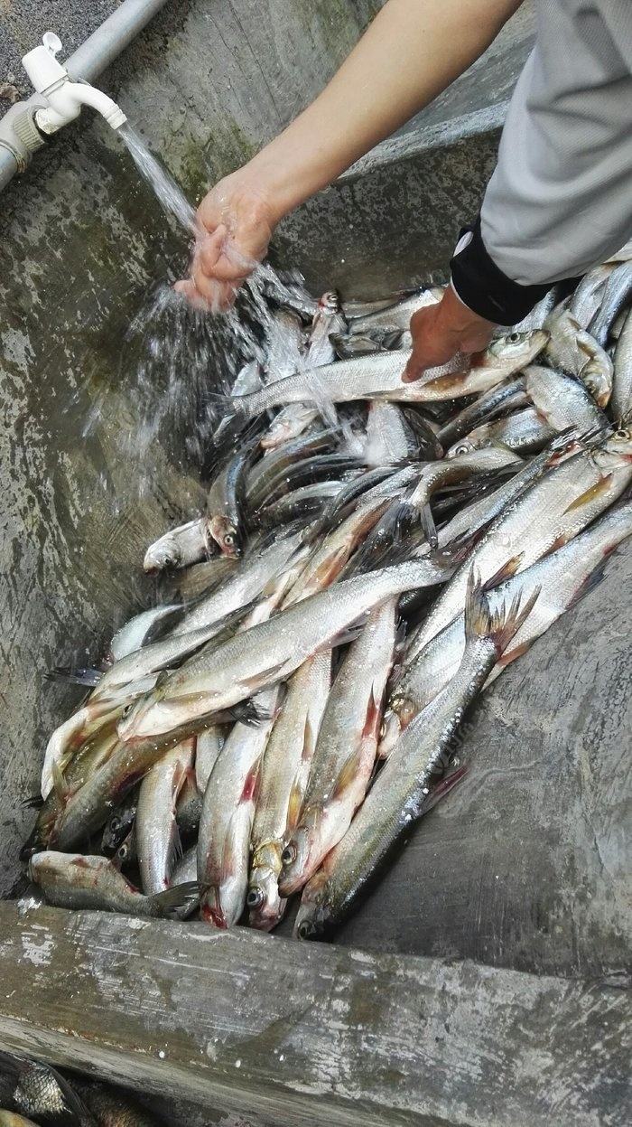 手竿野钓翘嘴的正确方法与技巧,春季手竿在水库钓翘嘴钓多深