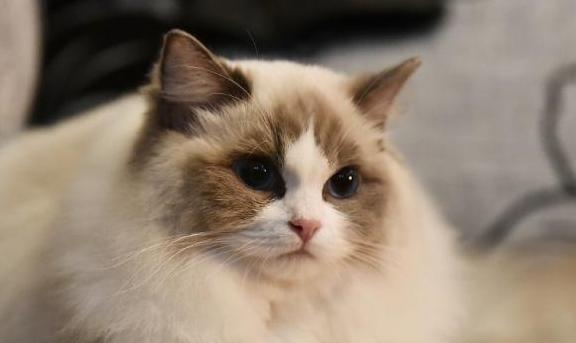 布偶猫如何喂养最好,布偶猫好养吗要怎么正确喂养它