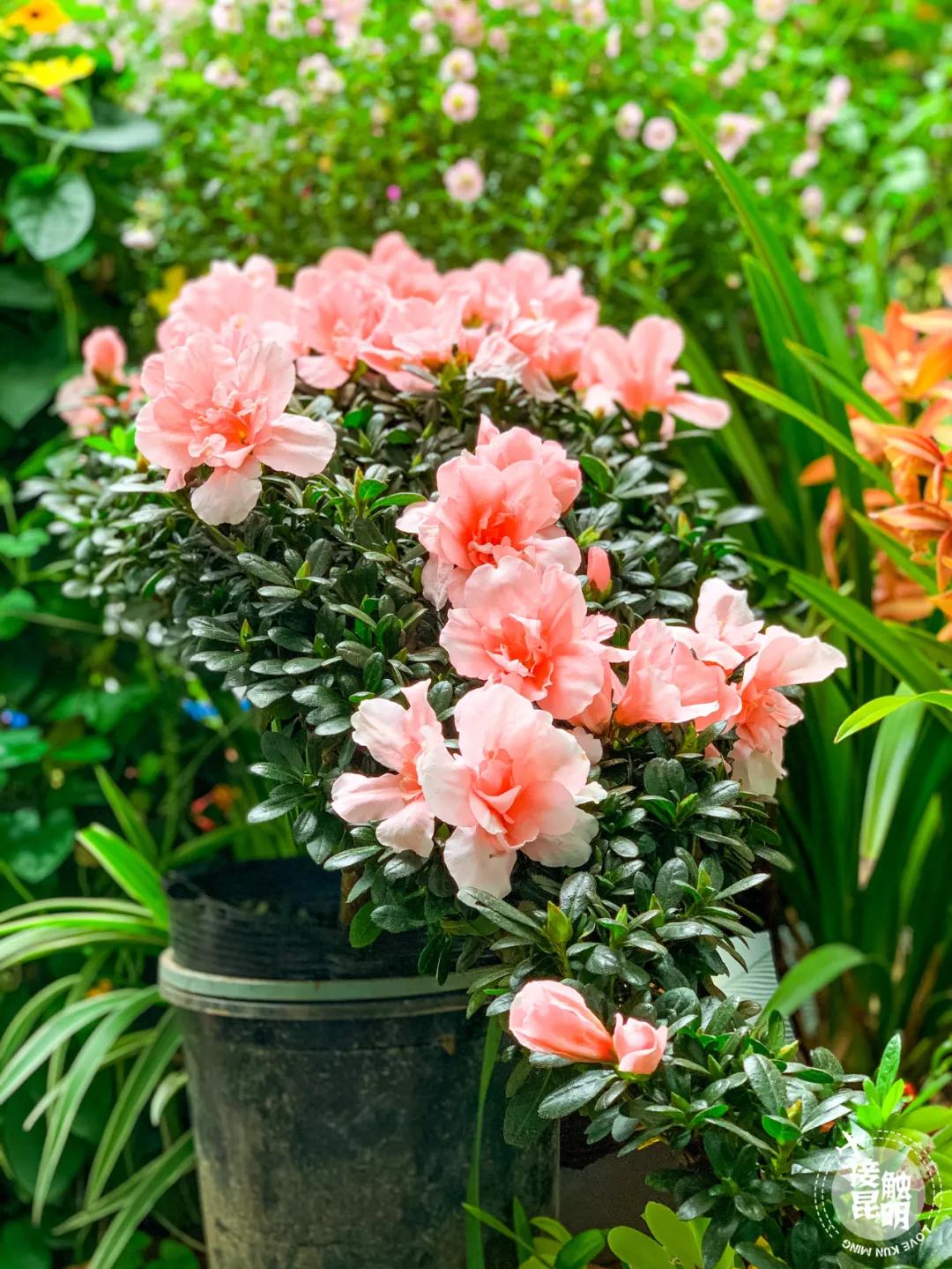 昆明鲜花进货渠道,昆明尚义花市