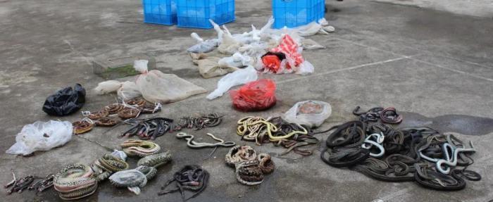 一只眼镜蛇可毒死几名成年人,剧毒眼镜蛇吓人